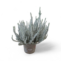 Resa Calluna Vulgaris Fluffy