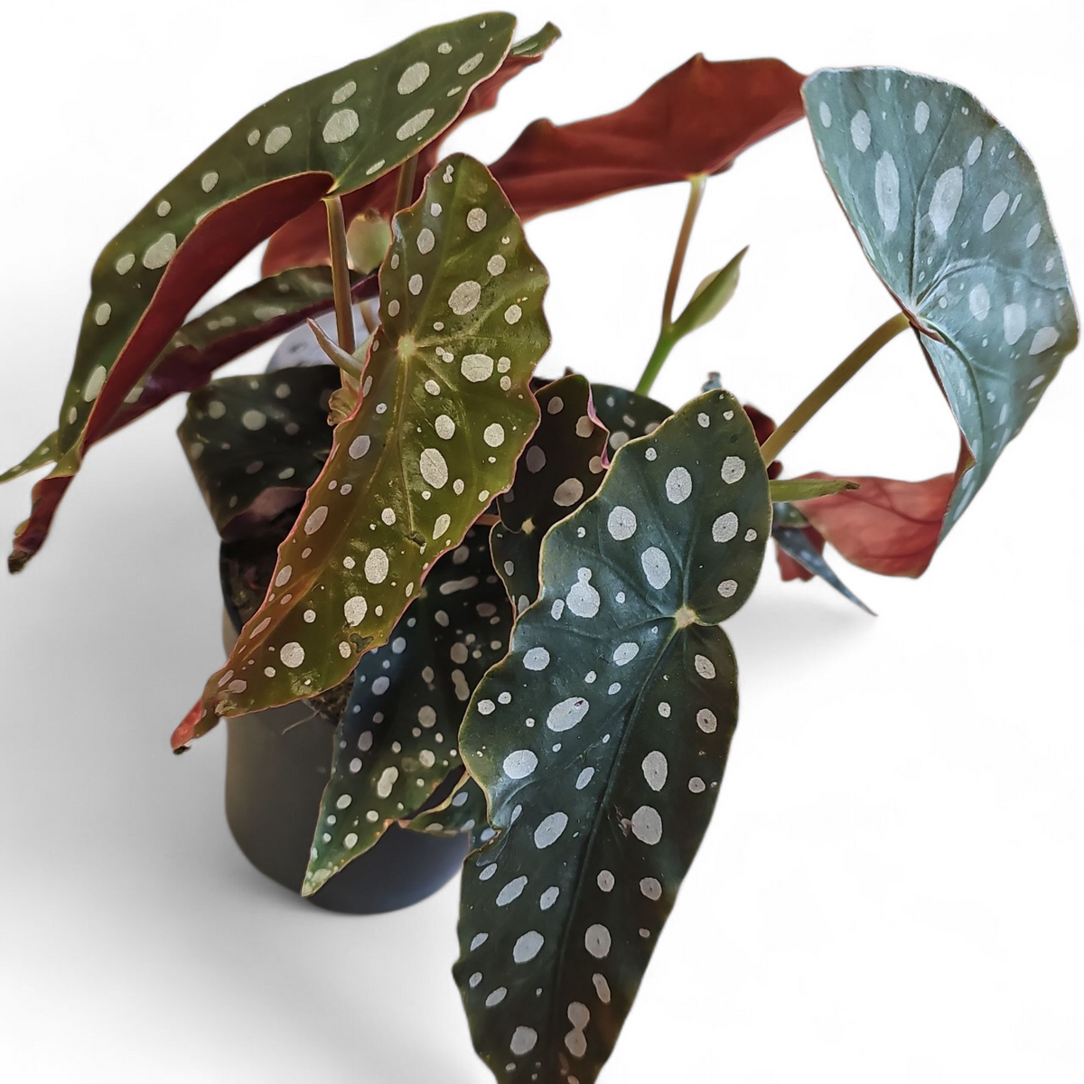 Begonia Maculata