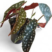 Begonia Maculata