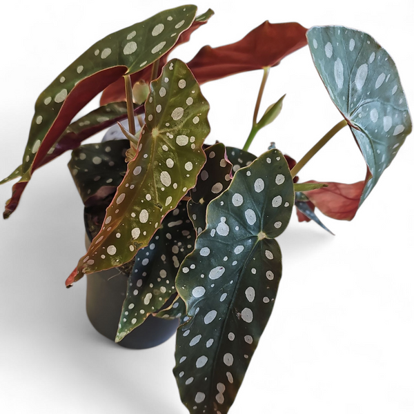 Begonia Maculata
