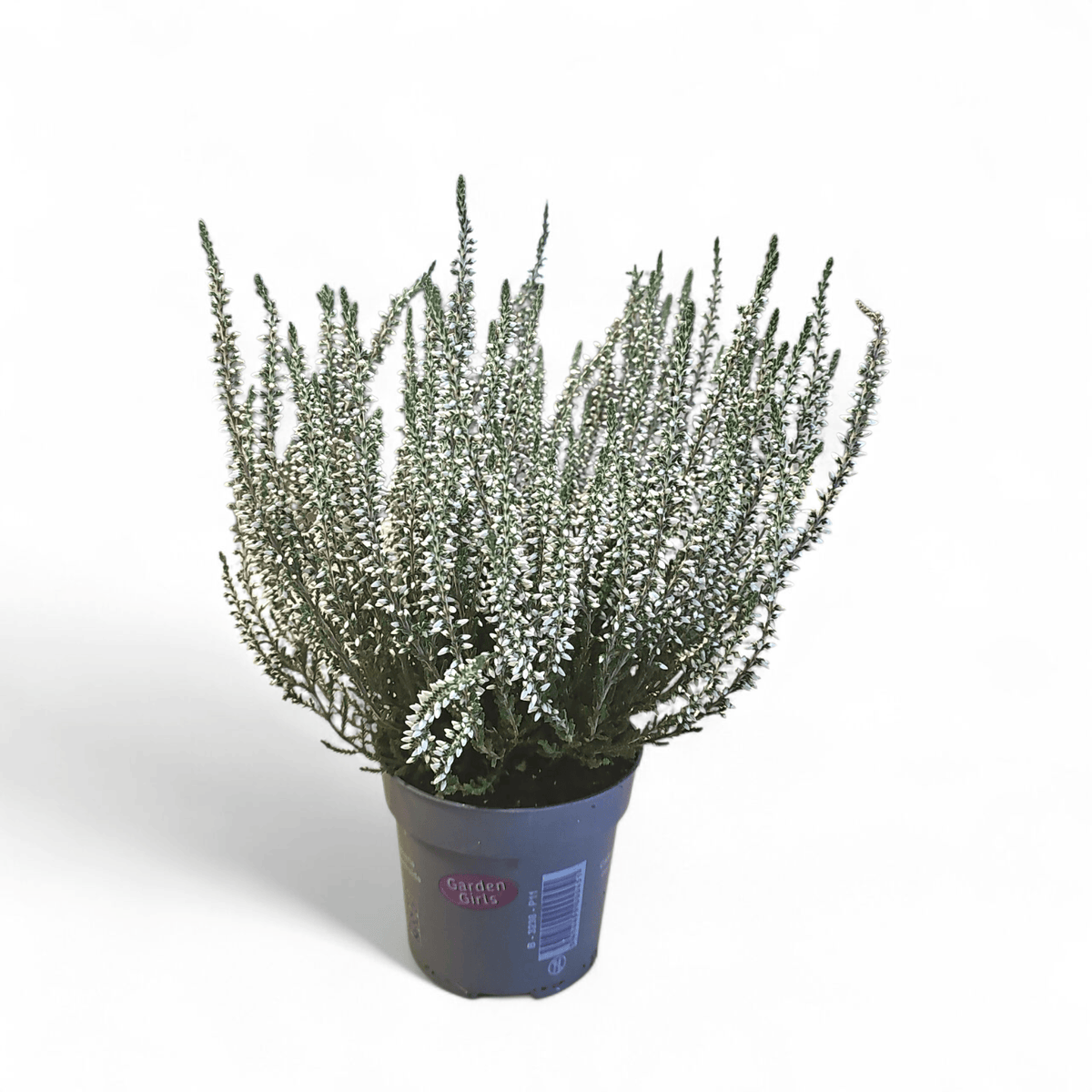 Jesenska resa Calluna vulgaris
