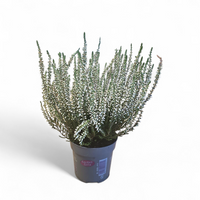Jesenska resa Calluna vulgaris