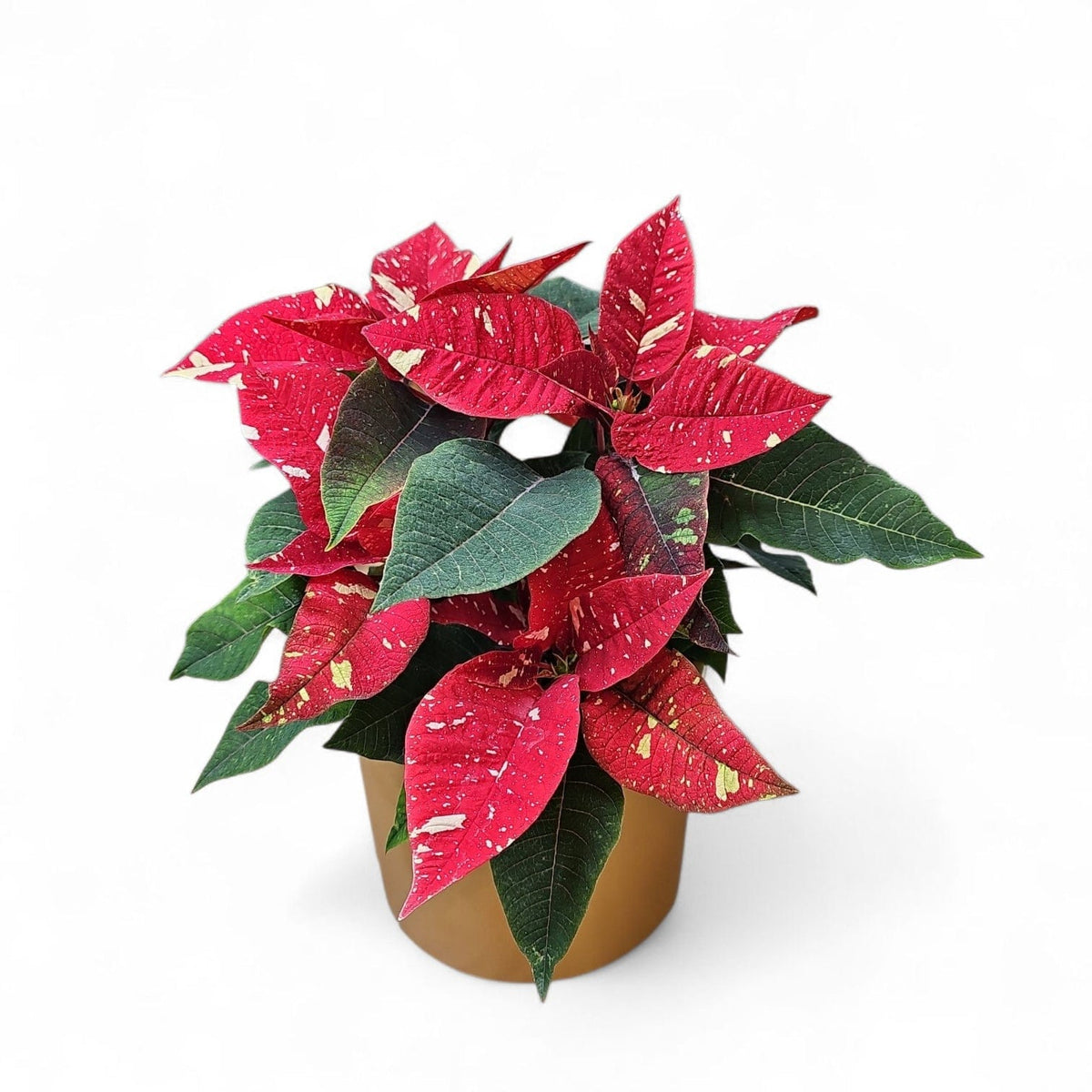 Euphorbia pulcherrima, Božična zvezda