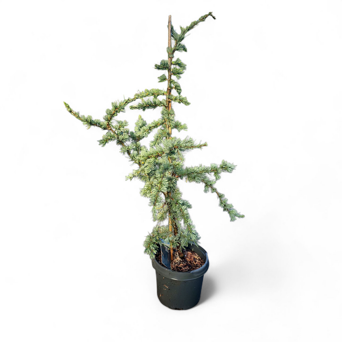 Cedrus Libani Glauca