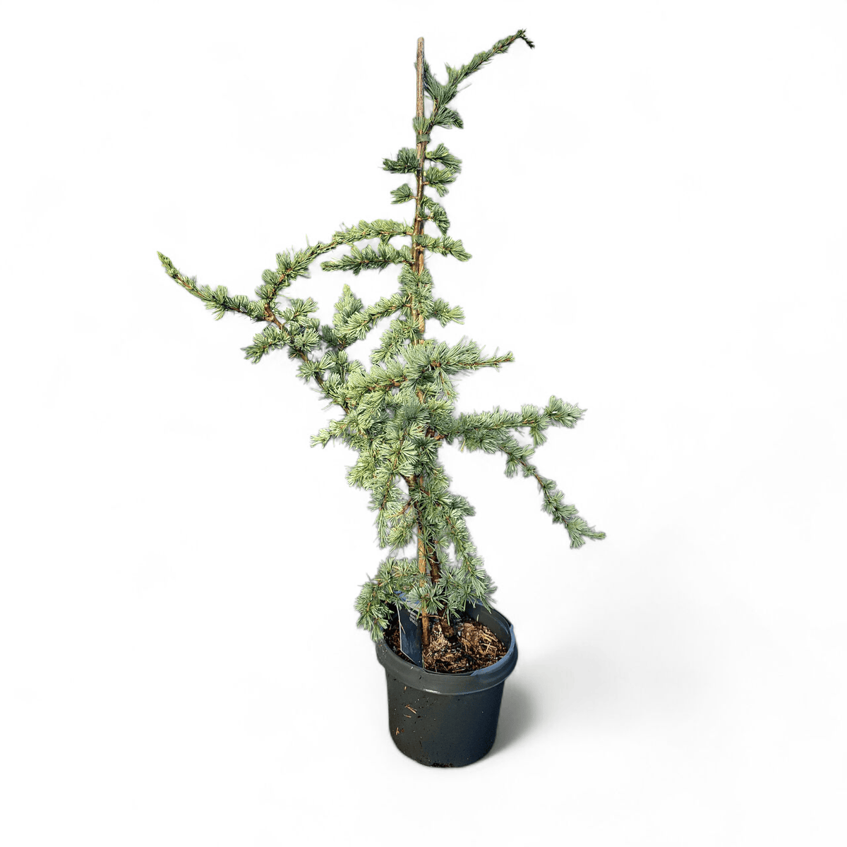 Cedrus Libani Glauca, cedra