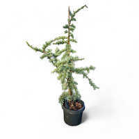 Cedrus Libani Glauca