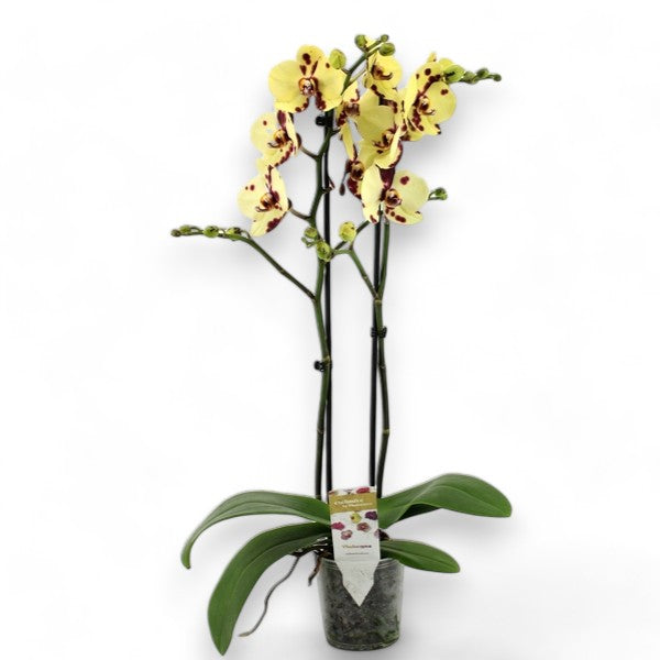 Phalaenopsis Romee, pikčasta orhideja