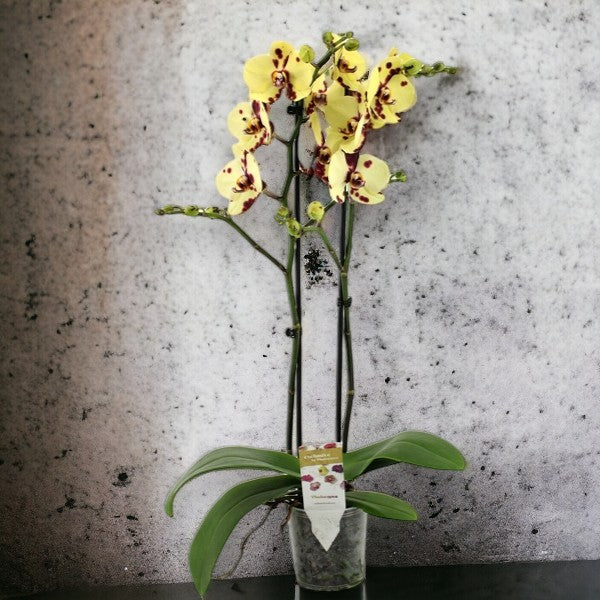 Phalaenopsis Romee, pikčasta orhideja