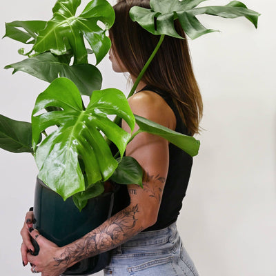 Monstera deliciosa velikost