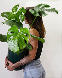 Monstera deliciosa velikost
