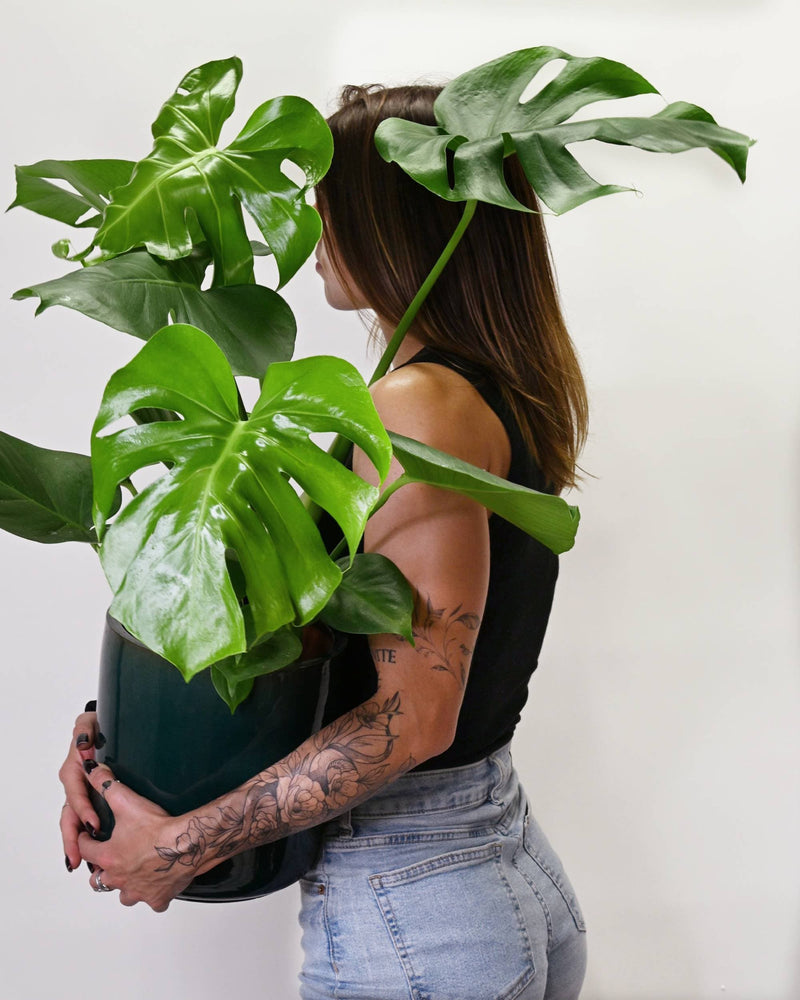 Monstera deliciosa velikost