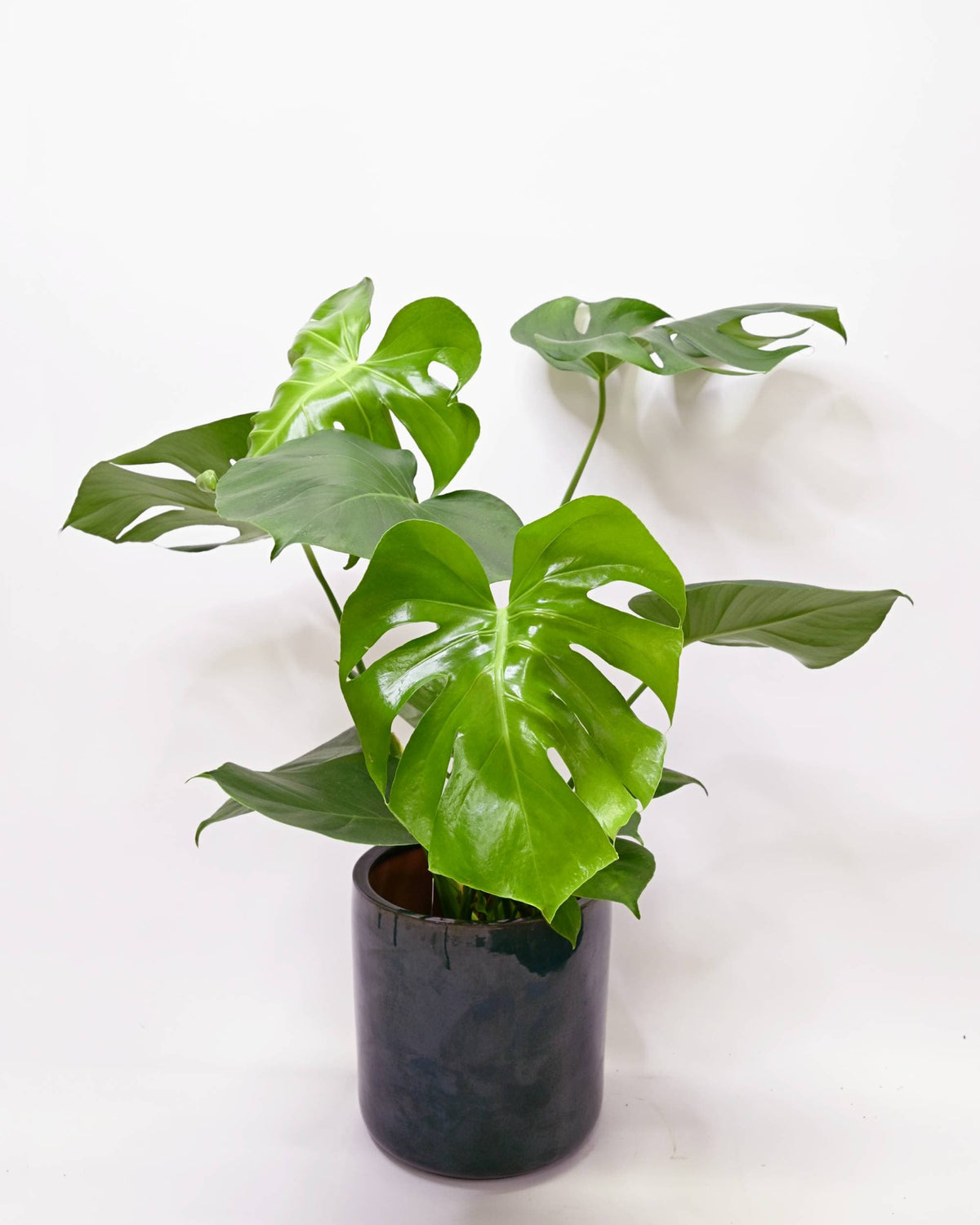 Monstera deliciosa v loncu