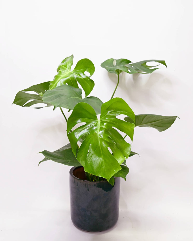 Monstera deliciosa v loncu
