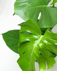 monstera deliciosa listje