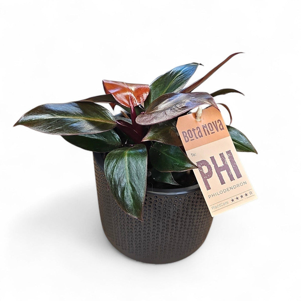 Philodendron "Red Cherry", filodendron