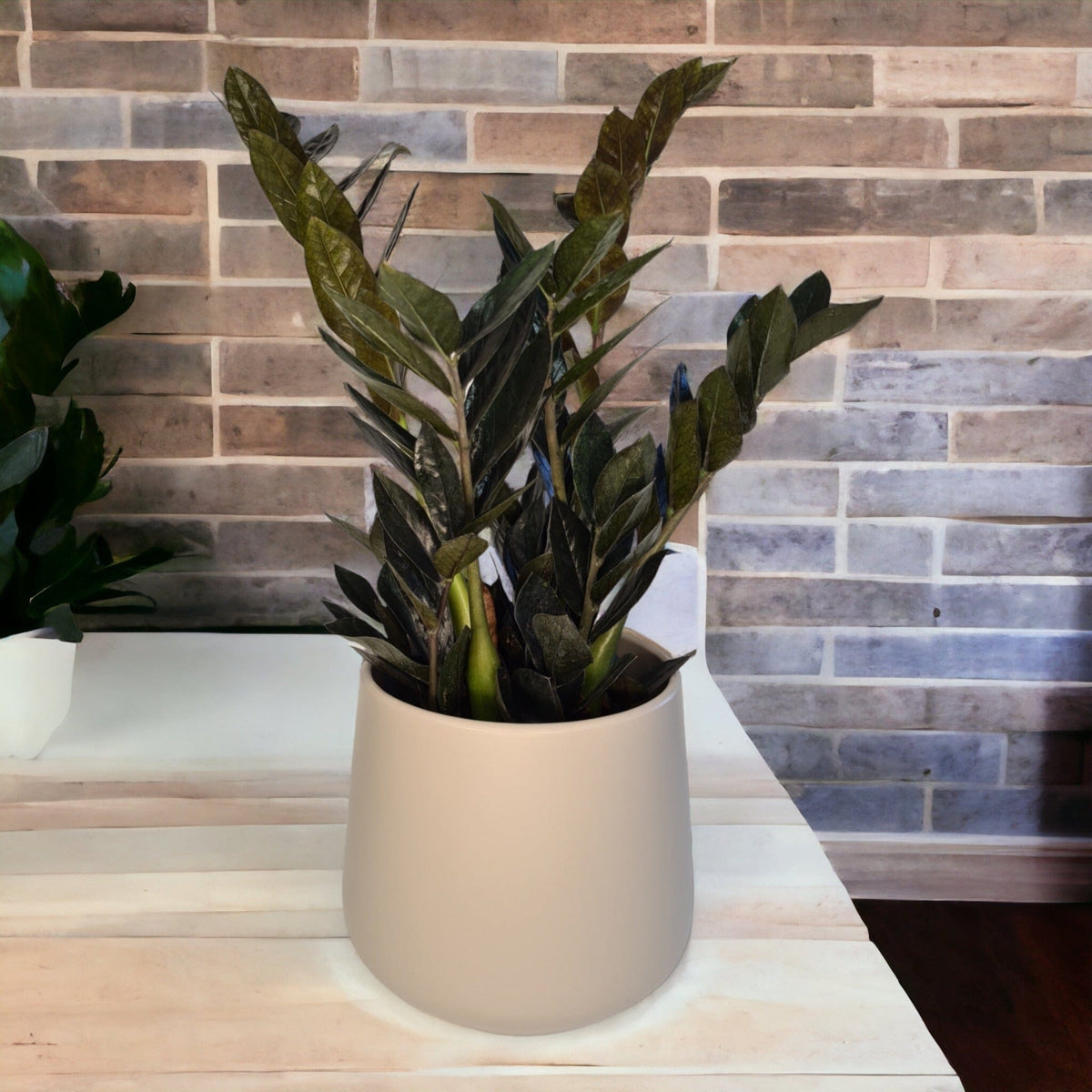 Zamioculcas Black raven, Zamia, lončnica, lončnice