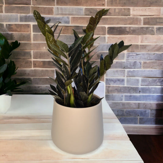 Zamioculcas Black raven, Zamia, lončnica, lončnice