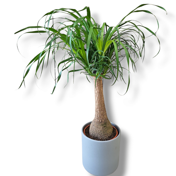 Beaucarnea recurvata, Slonova noga
