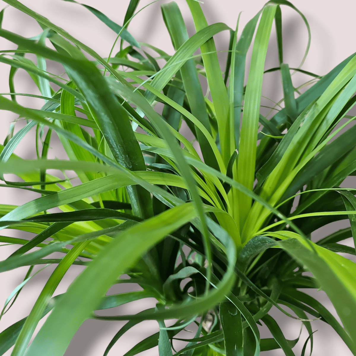 Beaucarnea recurvata, Slonova noga