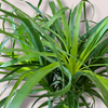 Beaucarnea recurvata, Slonova noga