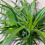 Beaucarnea recurvata, Slonova noga