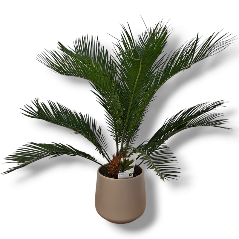 Cycas Revoluta Cikas palma ali palmova praprot