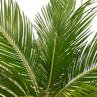 Cycas Revoluta Cikas palma ali palmova praprot