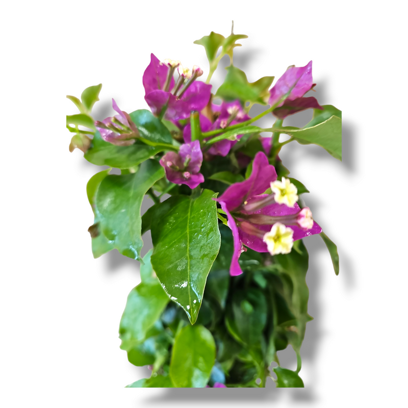 Bougainvillea, Bugenvilija