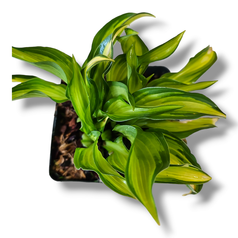 Hosta, Trpotčeva lilija
