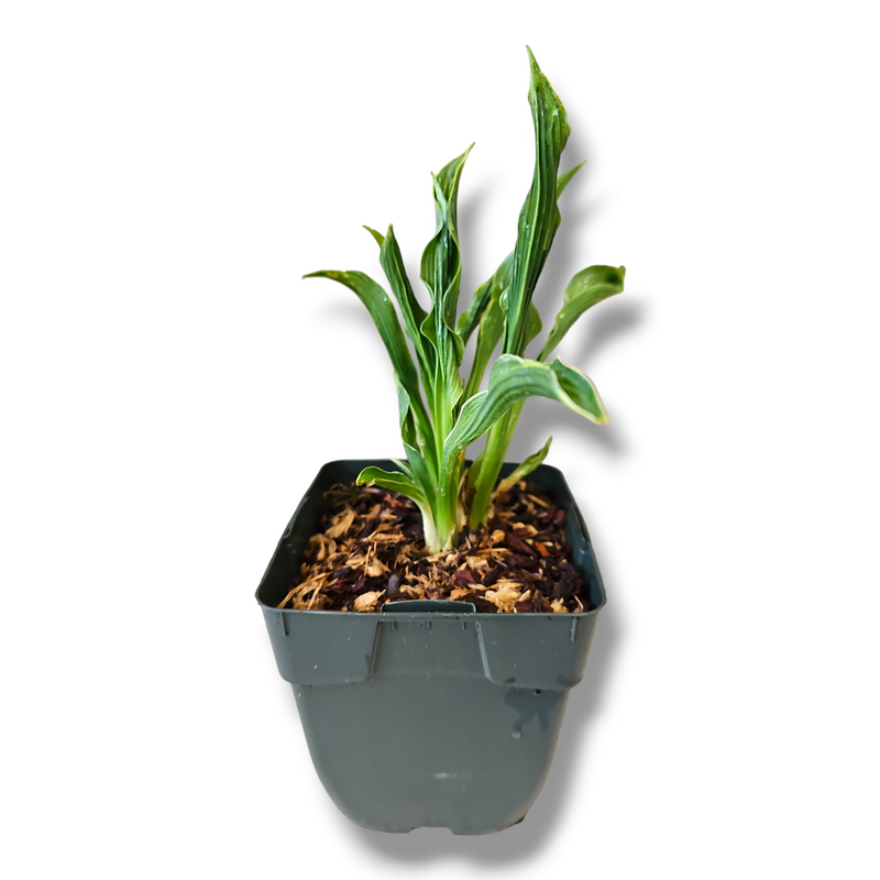Hosta, Trpotčeva lilija