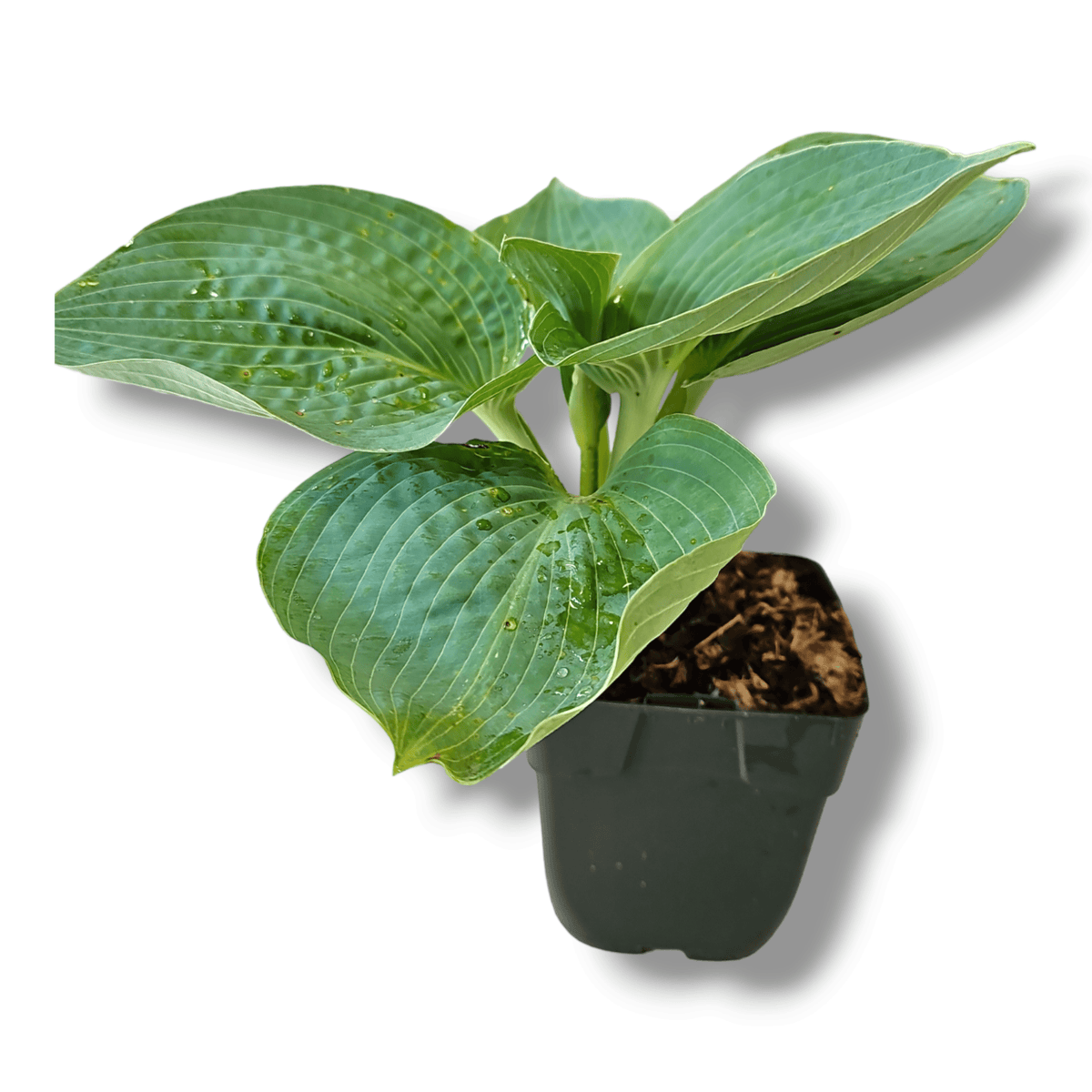 Hosta, Trpotčeva lilija