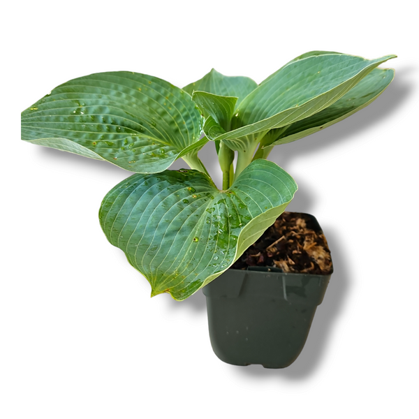 Hosta, Trpotčeva lilija
