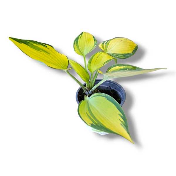 Hosta, Trpotčeva lilija