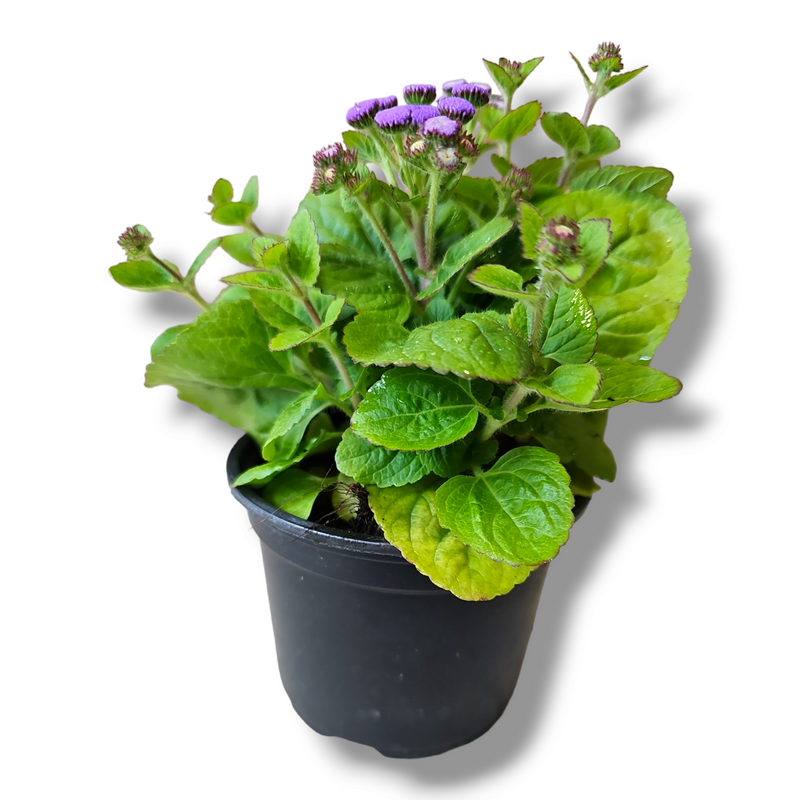 Ageratum