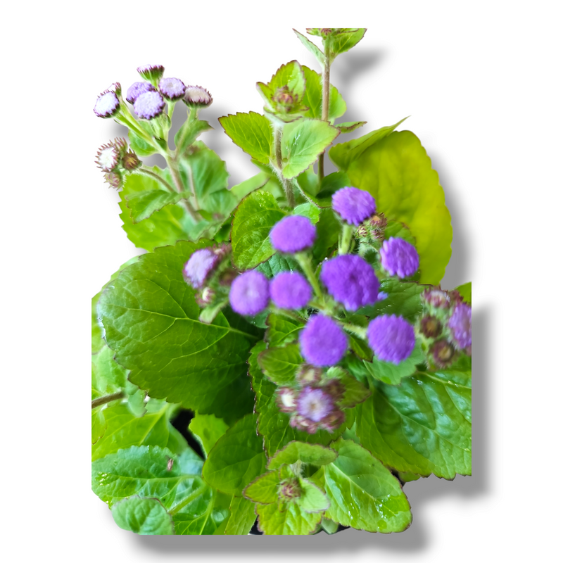 Ageratum