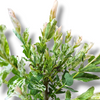 Salix integra Hakuro Nishiki, pisanolistna japonska vrba