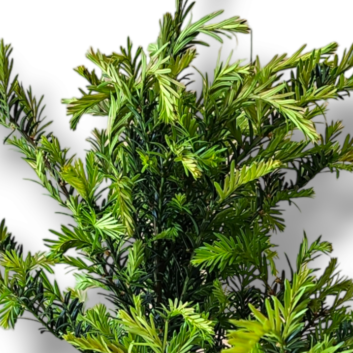 Taxus baccata, navadna tisa