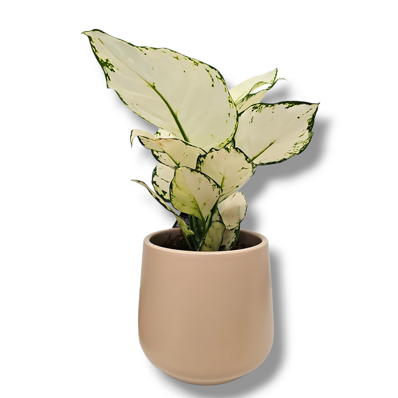 Aglaonema White Joy, aglonema