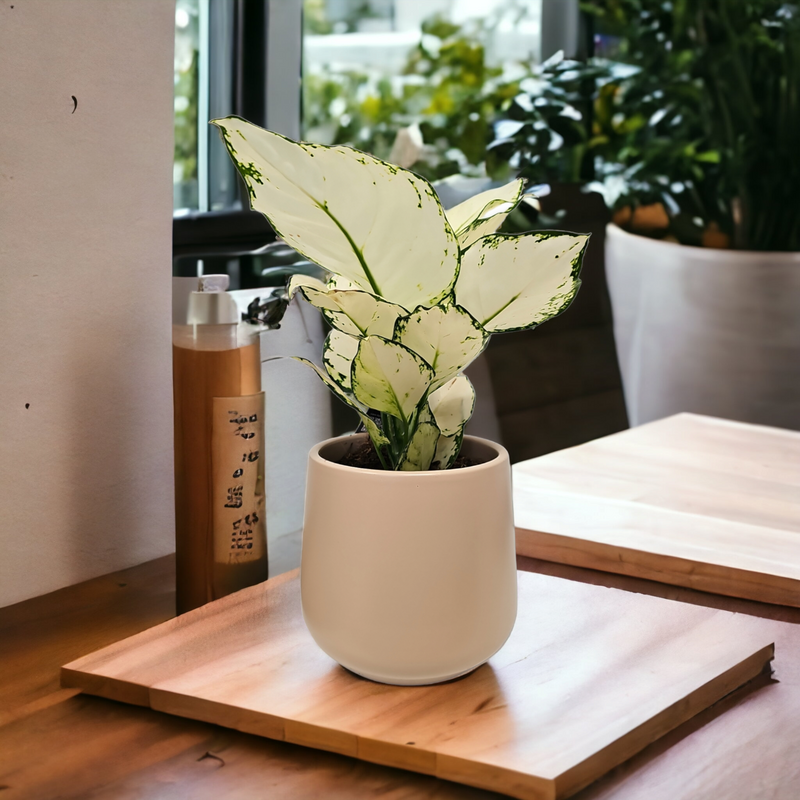 Aglaonema White Joy, aglonema