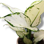 Aglaonema White Joy, aglonema