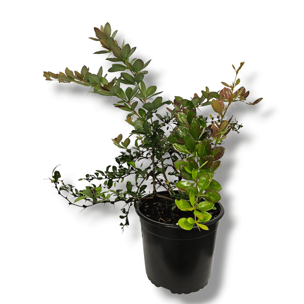 Berberis x media Red Jewel
