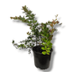 Berberis x media Red Jewel