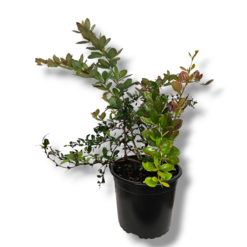 Berberis x media Red Jewel