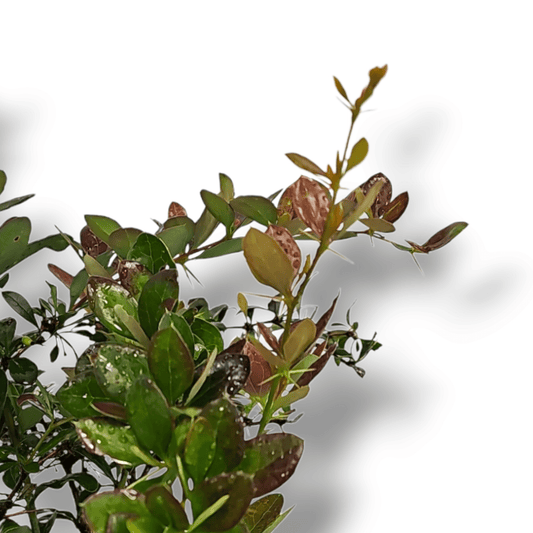 Berberis x media Red Jewel