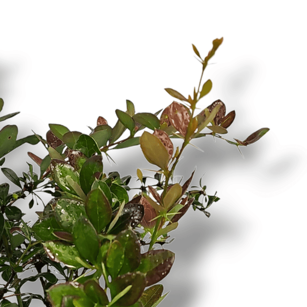 Berberis x media Red Jewel