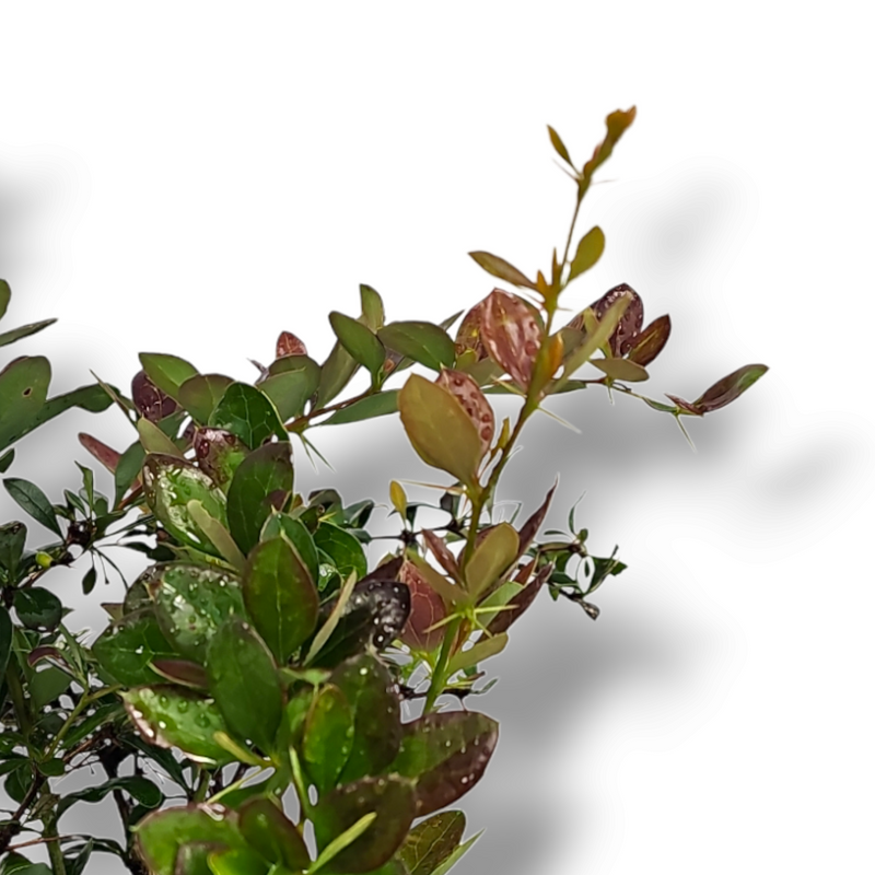 Berberis x media Red Jewel