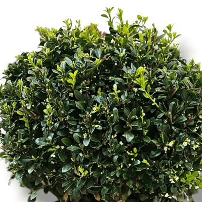 Ilex crenata, Japonska bodika, namesto puspana