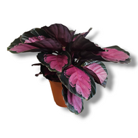 Calathea roseopicta Crimson, rdeče listna kalateja