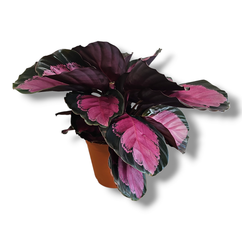 Calathea roseopicta Crimson, rdeče listna kalateja