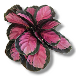 Calathea roseopicta Crimson, rdeče listna kalateja